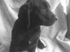 Jedi - PUPPY!!!