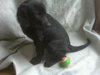 Jedi - PUPPY!!!
