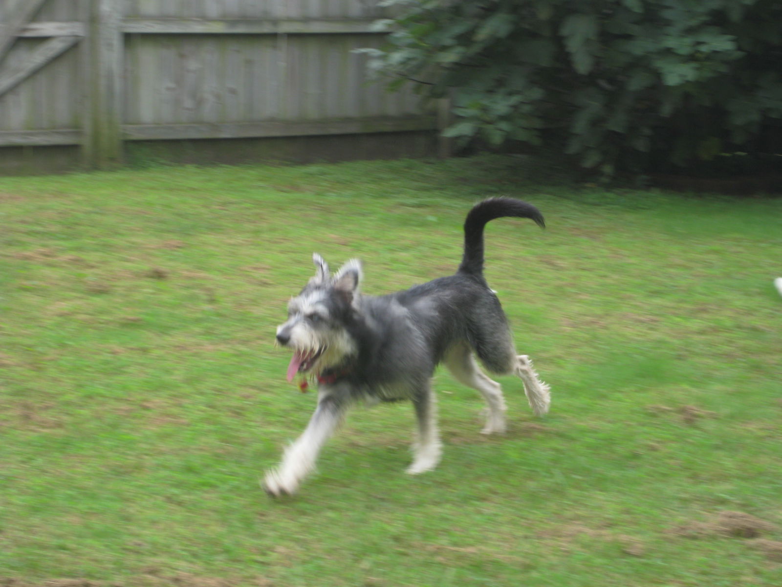 Giant schnauzer 2024 husky mix