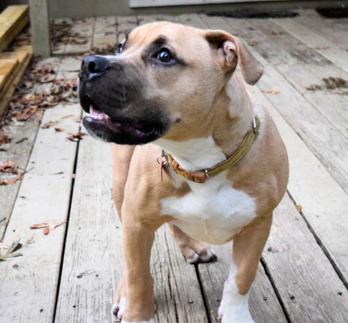 Scooby
