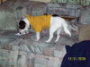 Baxter