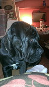 Rudy