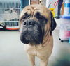 Paddington (Paddy)