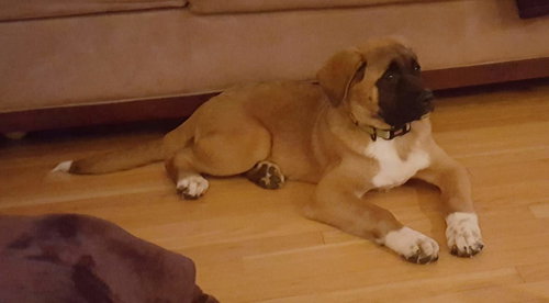 Mocha