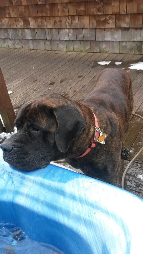 Brutus