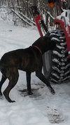 Brutus