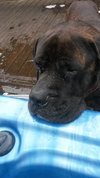 Brutus