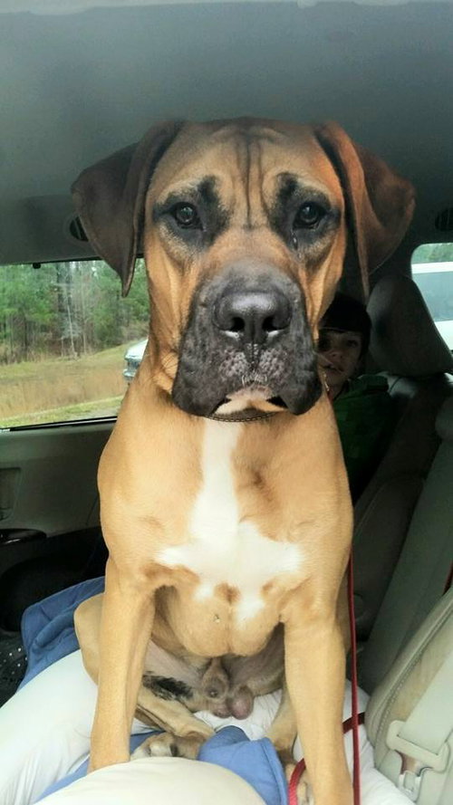 Ryker (Goofy boy)