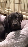 Chloe