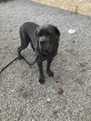 Luci (puppy)
