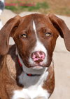 Buster
