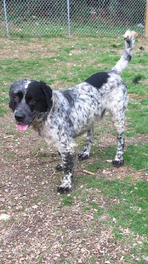 Great pyrenees pointer store mix