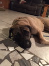 Duchess
