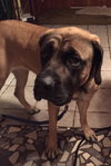 Duchess
