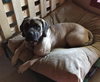 Duchess