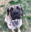 Duchess