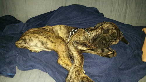 Ruger