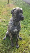 Ruger