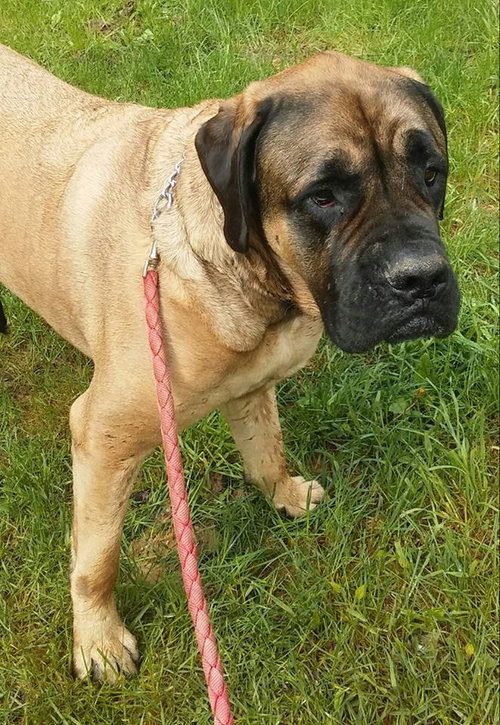 Bo