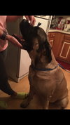 Bo