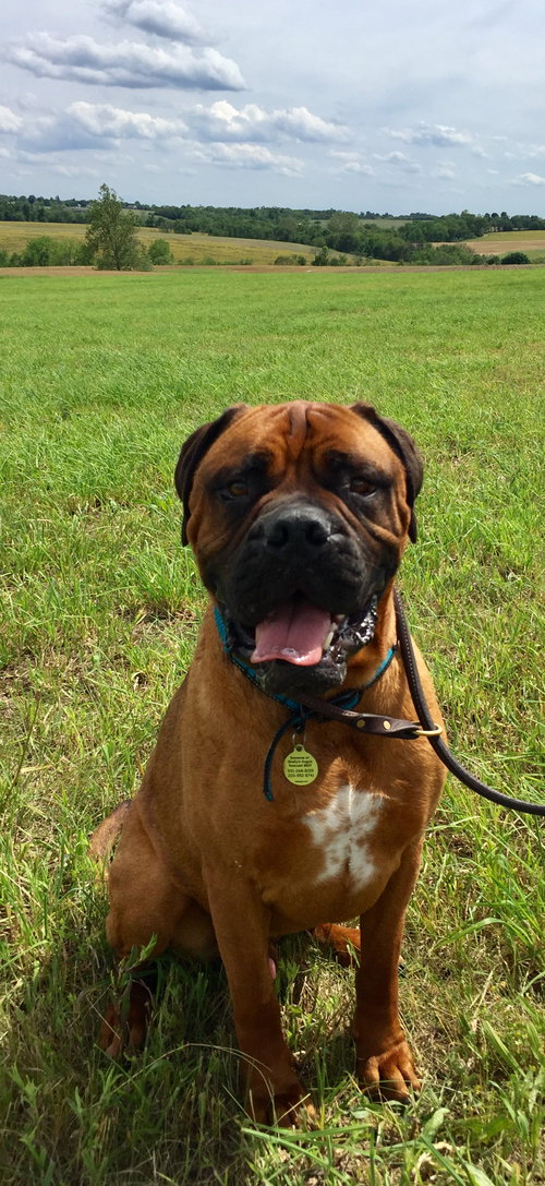 Bolo (nice boy!)
