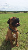 Bolo (nice boy!)