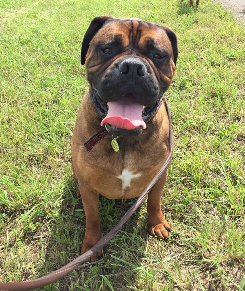 Hank (handsome!)