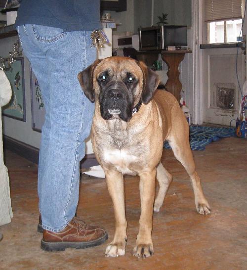 Dozer