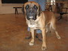 Dozer