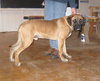 Dozer