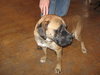 Dozer