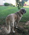 Rudy