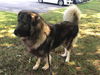Zeus (Sarplaninac)