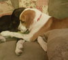 Cooper