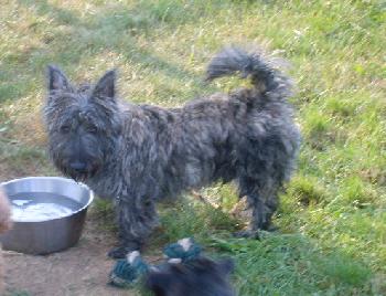 Toby