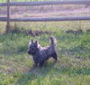 Toby