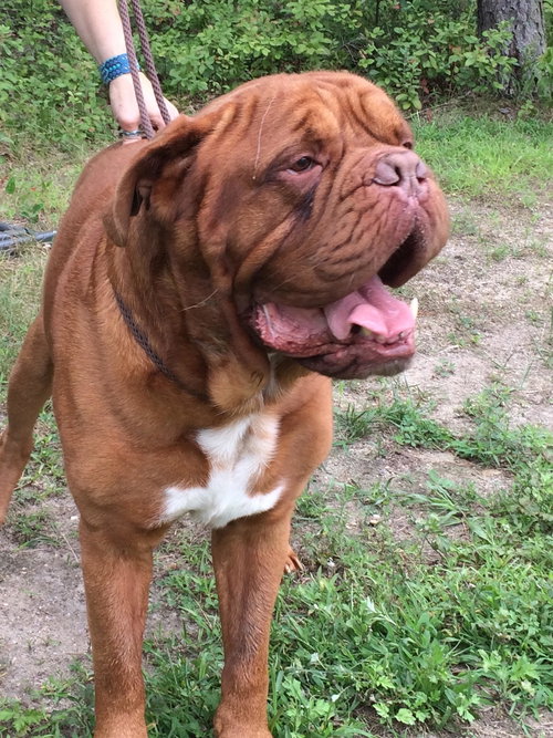 Otis