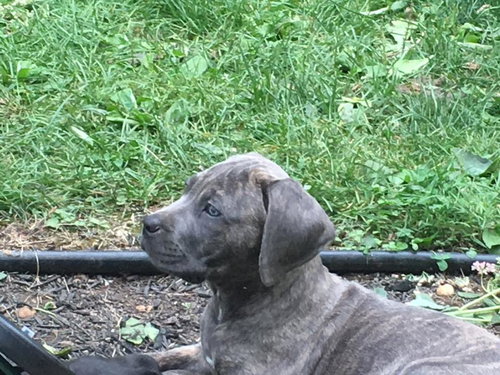 Molly