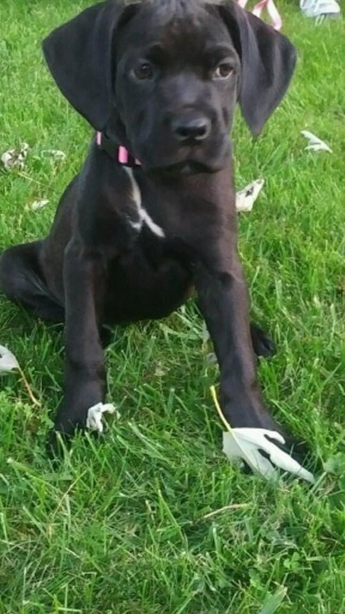 Lulu
