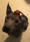 Mogli