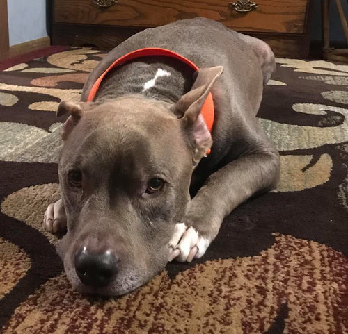 Mogli