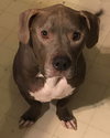 Mogli