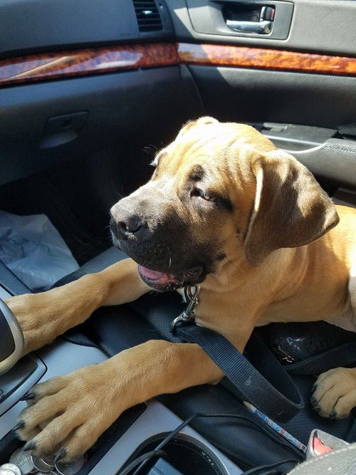 boerboel pup