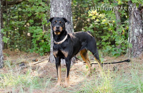 Roxie