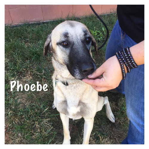 Phoebe