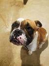 Gus (Olde English Bulldog)