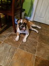 Gus (Olde English Bulldog)