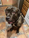 Bruno