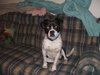 Harvey