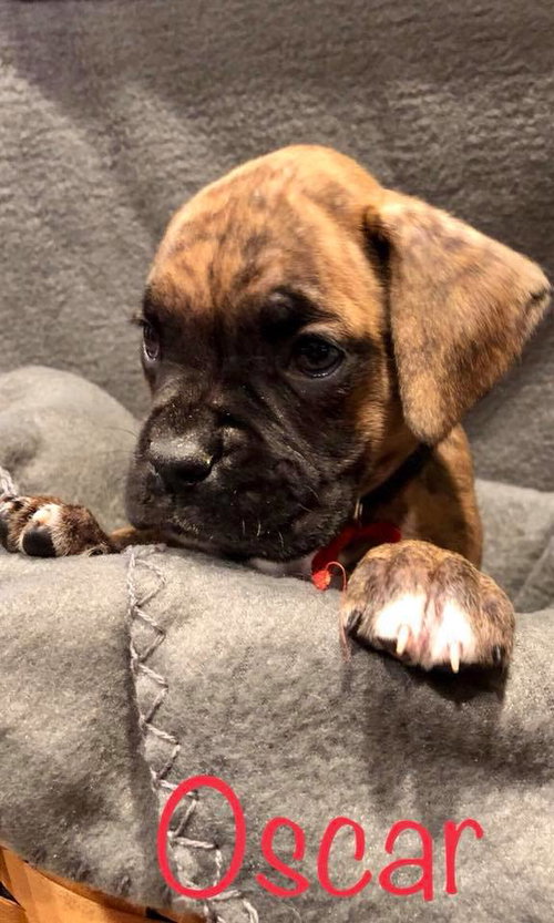 Oscar
